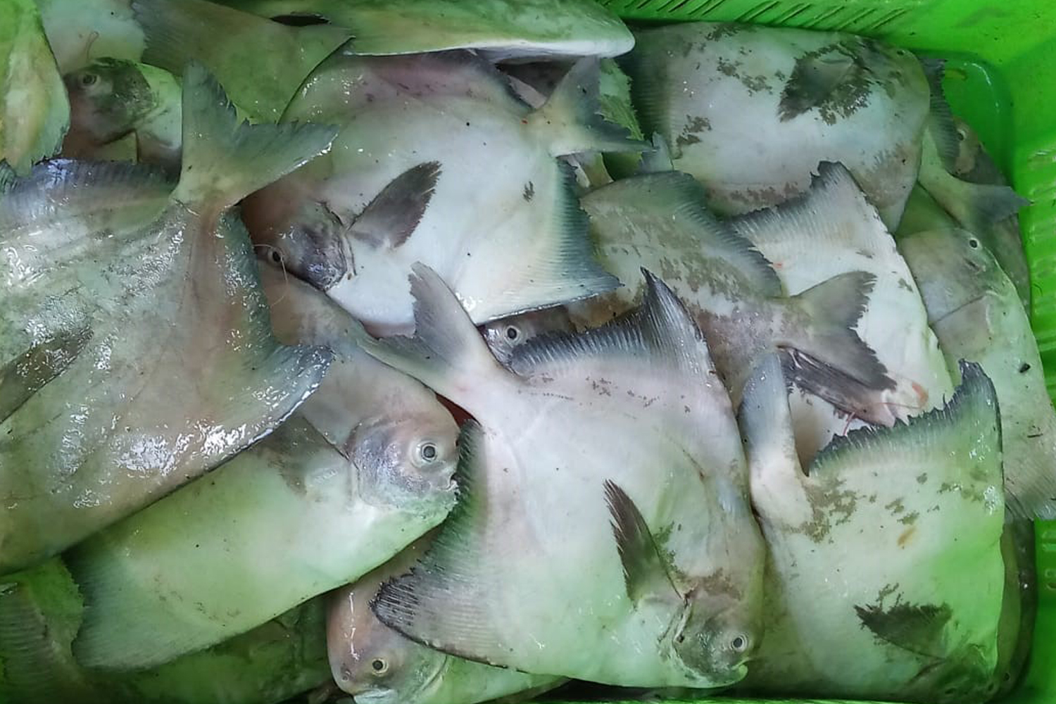 Silver Pomfret PMJ-INDONESIA